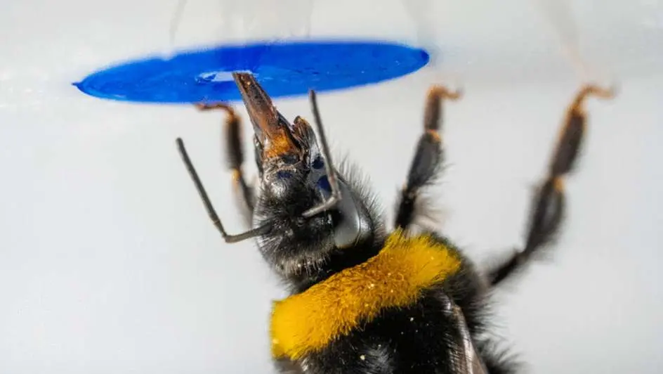 Size Is No Barrier: Bumblebees Can Solve Complex Problems