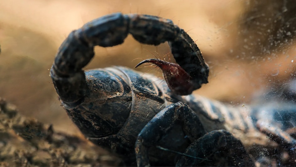 Scorpion Venom Contains Breast Cancer Treatment